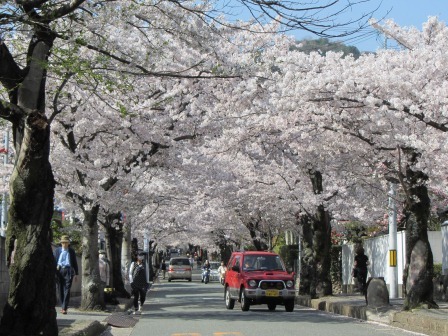 箕面の桜並木